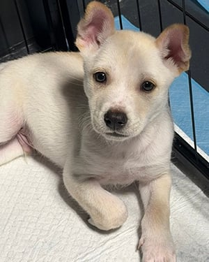 Dwight puppy web.jpg