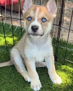 Alamo puppy web.jpg