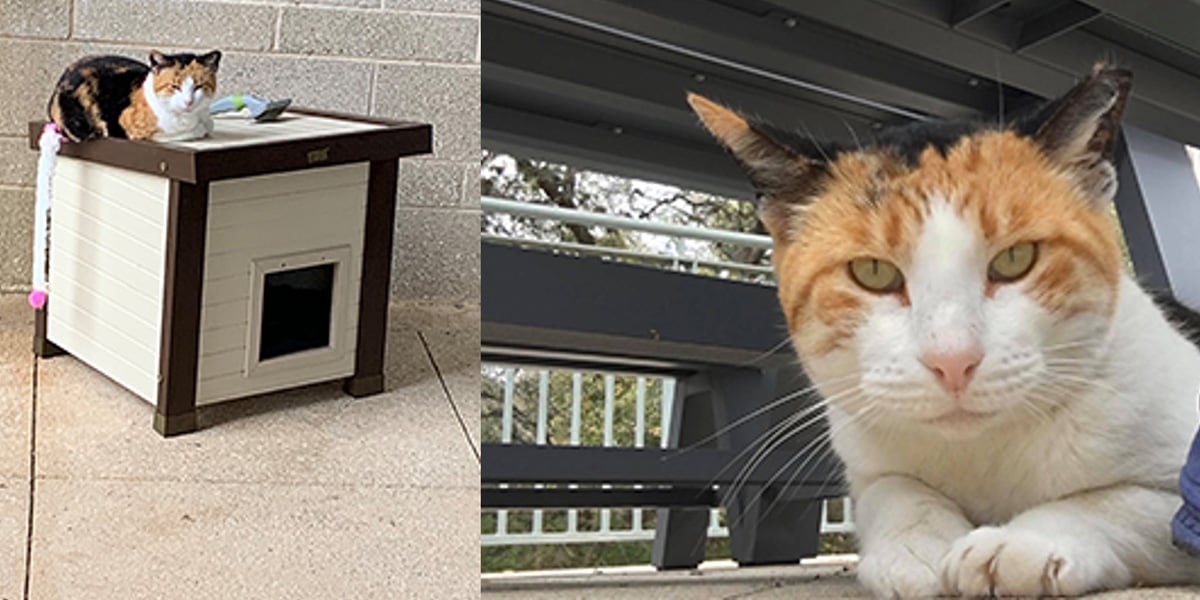 True Wildcat Kitty Remembered