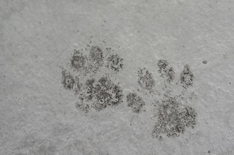 NVC History - Wildcat Pawprints