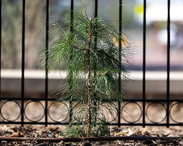 Artemis tree web 2.jpg