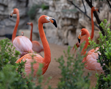 Zoo flamingos.jpg