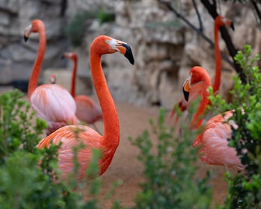 Zoo flamingos.jpg