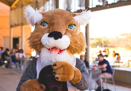 Wild Cat Willie Wildcat Willie