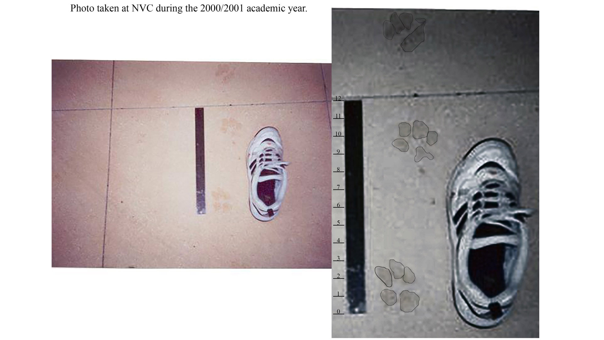 Photo of Pawprints found at NVC