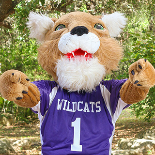 Wildcat Willie